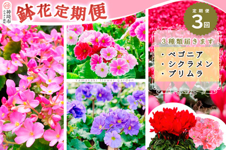 【先行受付9月より発送 数量･期間限定】鉢花 定期便 3回(9月・11月・1月)【鉢花 ふるさと納税 定期便】(H069117)