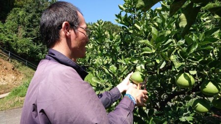 土佐文旦 10kg 家庭用 大玉 文旦
