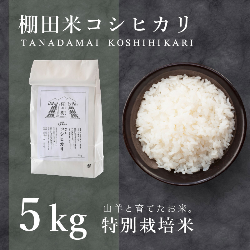 【令和6年産】特別栽培米 コシヒカリ「愛発の棚田米」5kg [003-a001-A]【敦賀市ふるさと納税】