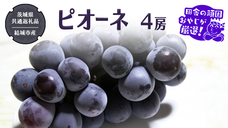
            ピオーネ 4房【2025年8月より発送開始】（茨城県共通返礼品 [ぶどう]：結城市産）田舎の頑固おやじが厳選！  ぶどう ブドウ 葡萄 種なし 大粒 高糖度 ギフト 甘い 美味しいフルーツ
          