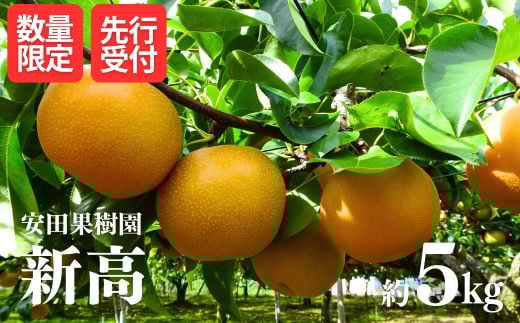 
            No.1798梨　新高　約5kg【2025年発送　先行予約】
          