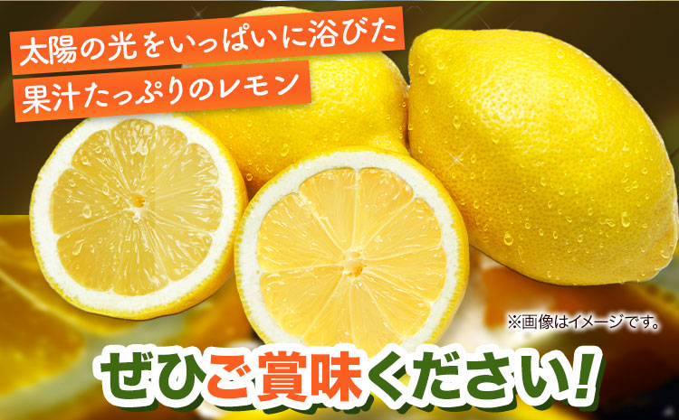 【先行予約】【秀品】紀州 有田産 レモン 約2.5kg 魚鶴商店《3月上旬-3月中旬頃出荷》和歌山県 日高町 柑橘 れもん 檸檬