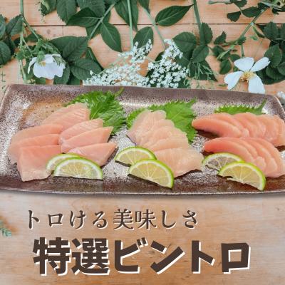 ふるさと納税 三浦市 特選ビンチョウマグロ【トロビンチョウ】
