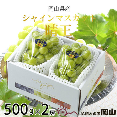 【2026年7月上旬より発送】岡山県産 シャインマスカット 晴王 500g×2房 ぶどう 葡萄 ブドウ フルーツ 果物