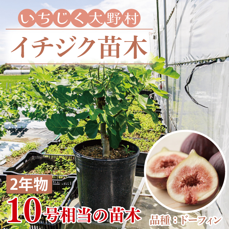 イチジク苗木 2年物 【なえぎ 観葉 植物 いちじく 自宅 ポット ドーフィン 茨城県 鹿嶋市】（KAE-8）