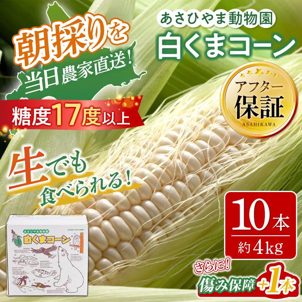 高評価★5.0【先行予約】あさひやま動物園しろくまコーン4kg(ホワイトレディ10本)2026年8月下旬から発送開始 | とうもろこし 北海道産とうもろこし _00308