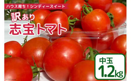 【 訳あり 】 志宝トマト シンディスイート 中玉 1.2kg [モアショップヤマモト 石川県 宝達志水町 38600593]