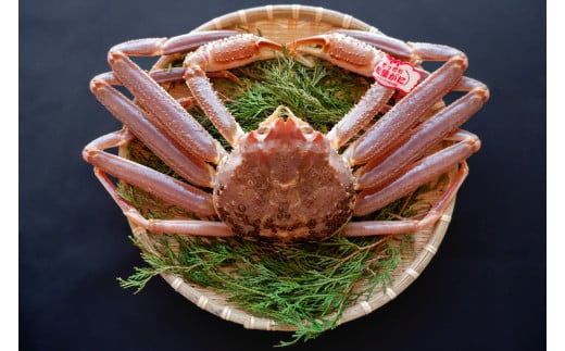 【活生】 松葉ガニ 650～740g級 ブランドタグ付