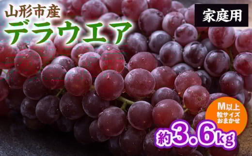 【ご家庭用】山形のデラウェア M以上 約3.6kg(18～37房)[粒サイズおまかせ] 訳あり 山形 山形県 山形市 フルーツ 果物 くだもの 送料無料 ぶどう 葡萄 ブドウ デラウェア FZ24-186