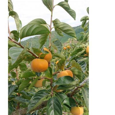 ふるさと納税 橋本市 たねなし柿 (真空包装 )2L 9個入り |  | 02