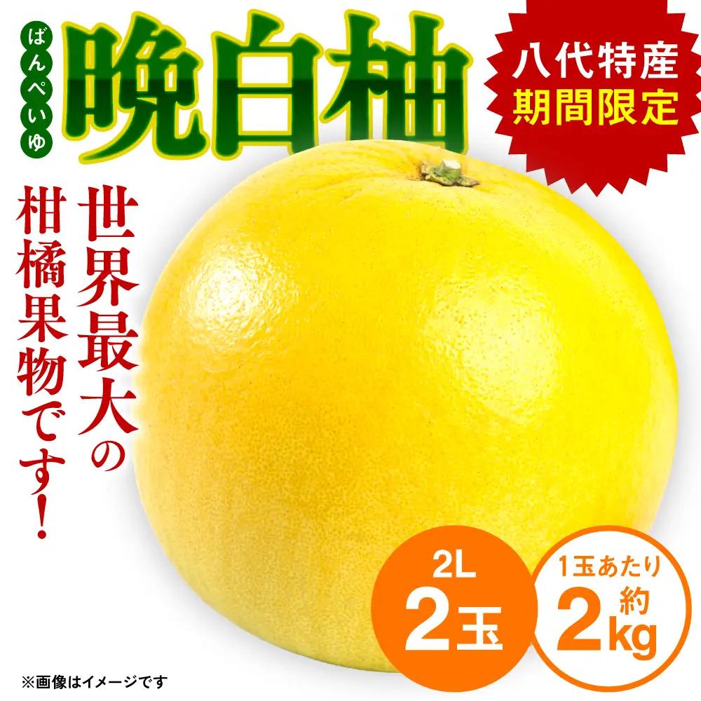 【先行予約】熊本県八代市産 晩白柚 （ばんぺいゆ） 2Lサイズ(約2kg)×2玉 柑橘 【2026年12月上旬より順次発送】
