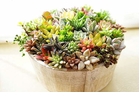 多肉植物の寄せ植え 6号鉢 _FC02