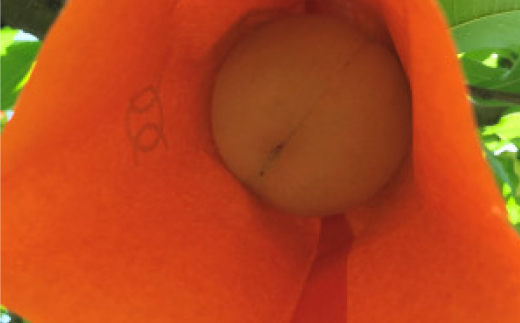 【先行予約・2025年7月下旬頃発送】とろける果肉とたっぷり果汁の岡山の白桃・清水白桃(2kg箱)【配送不可地域：離島】