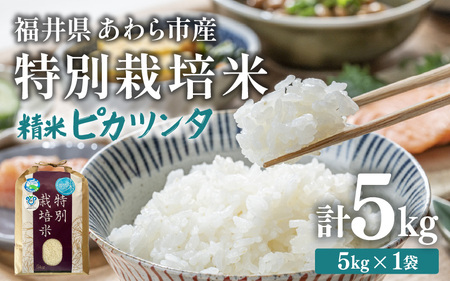 【令和7年産】化学肥料不使用 特別栽培米 ピカツンタ 精米 5kg / 白米 米 福井県あわら市産 美味しい 特別栽培米 減農薬 安心な米 旨味 甘み もっちり 冷蔵保管米 [aw010-a022]