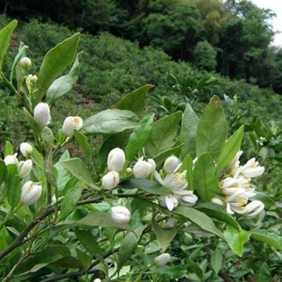 ふるさと納税 松山市 道後の杜 はちみつセット(300g×3本)　ミニはちみつ2本付き |  | 01