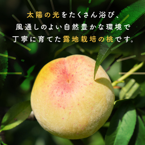 ＜先行受付＞富山県産 桃 11個 ＜2026年8月以降順次発送＞ もも 果物 産地直送 期間限定　富山県 氷見市