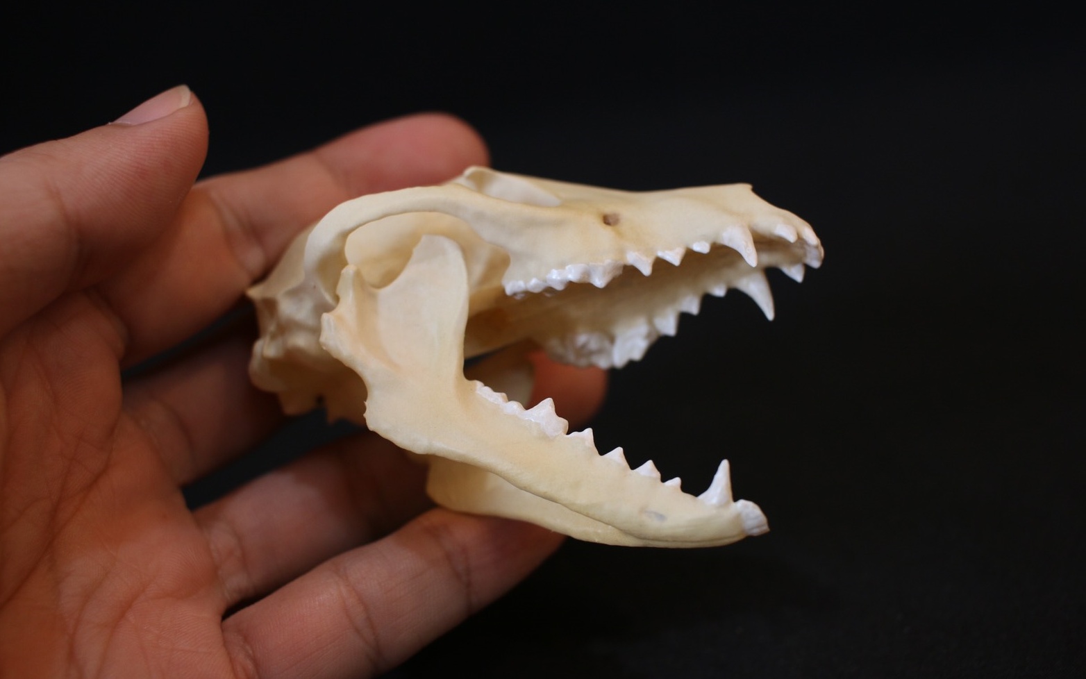 [8cm] タヌキ 縮小頭骨レプリカ/レプリカ 標本 コレクション 動物標本 頭骨レプリカ タヌキ 3Dプリント 【anf001】