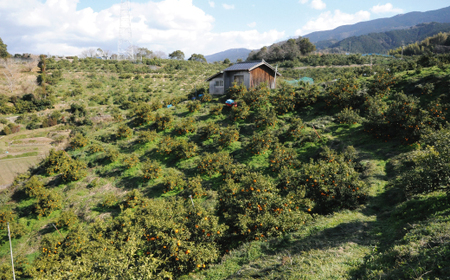 果山園の不知火 2Lサイズ 約7kg みかん 柑橘 フルーツ 旬 あまい 濃厚 産地直送