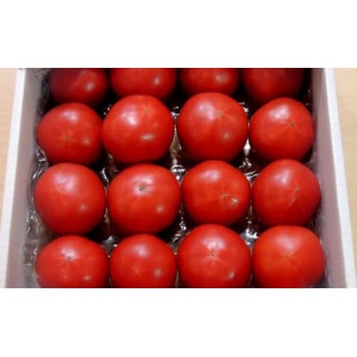 【特選】トマト美味しんぼに登場した『桃太郎』12〜20玉 ランク:特選　糖度9度以上【配送不可地域：離島・沖縄県】【1604237】
