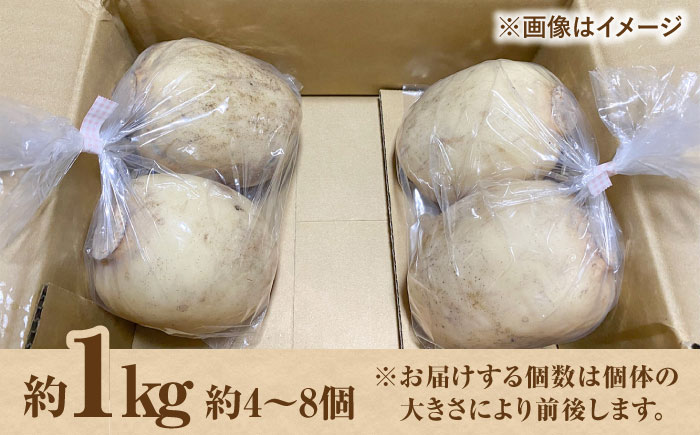 【土壌からとことんこだわり】白石町産 洗いれんこん約1kg【野中農園】 [IDC004]