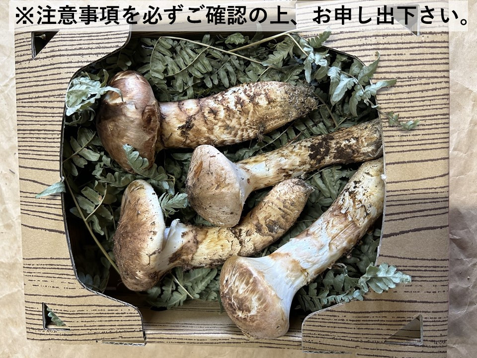 
            【オンライン決済限定】諏訪市後山産 松茸 約200g~250g(※注意事項を必ず確認の上、お申し出下さい)／ Suwa後山ブランド化プロジェクト 信州産 国産 産地直送 マツタケ まつたけ 信州 長野県 諏訪市 諏訪 【67-03】
          
