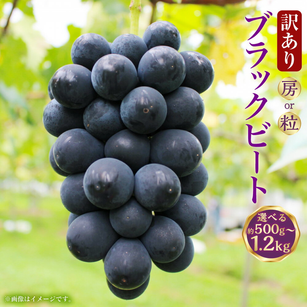【ふるさと納税】（訳あり）ブラックビート 1房（約500～550g） / 2房（約1.1～1.2kg） / 粒 計約600g（約300g×2パック） ＜選べる内容量＞ ぶどう ブドウ 葡萄 フルーツ くだもの 果物 果実 大粒 国産 高知県産 香美市 送料無料 【2026年8月上旬～9月下旬迄発送予定】