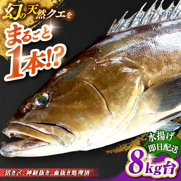 【ふるさと納税】天然クエ（8キロ台・丸もの） 《壱岐市》【壱岐島　玄海屋】[JBS046] クエ 魚 刺身 しゃぶしゃぶ 580000 580000円 58万円 のし プレゼント ギフト