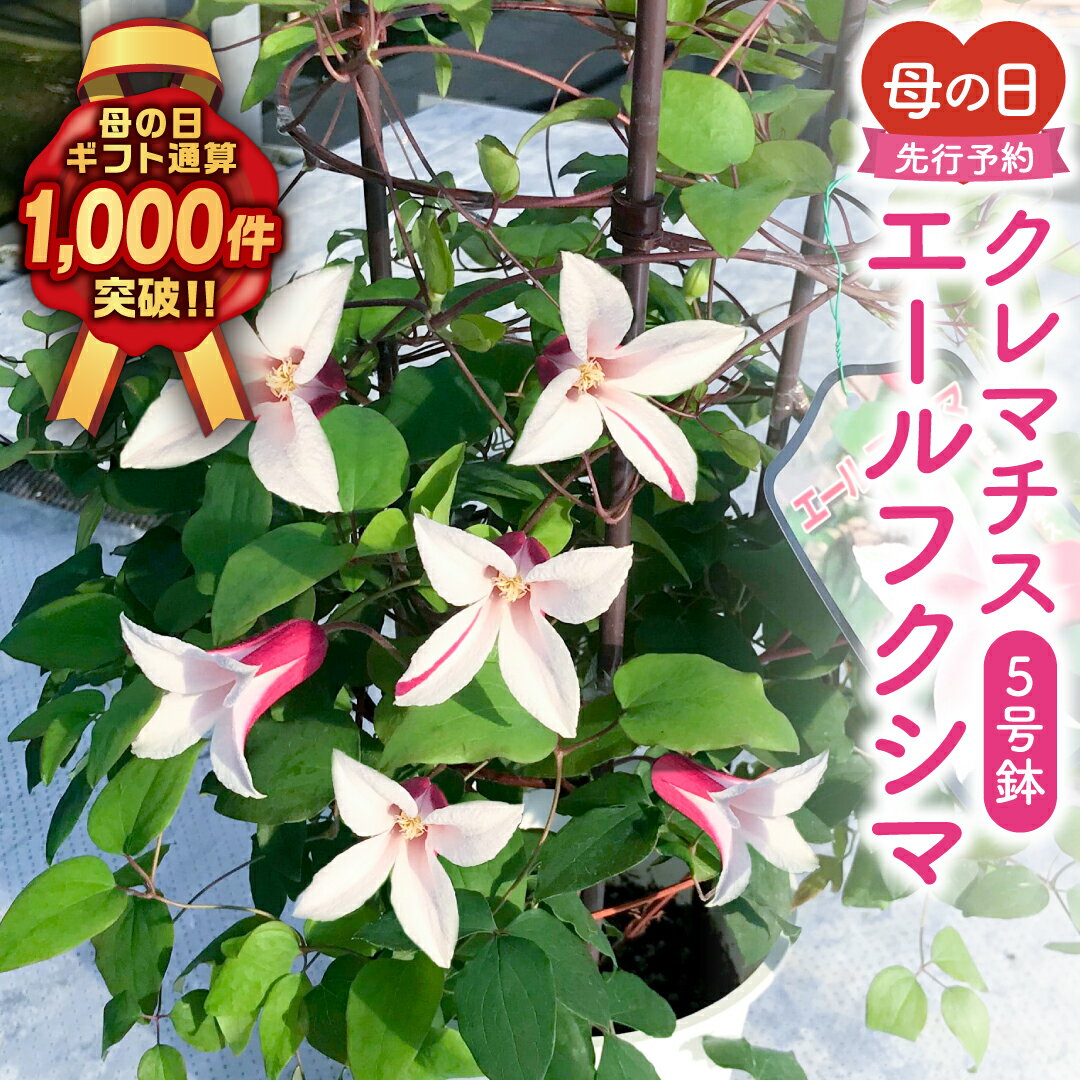 【ふるさと納税】＼先行受付 令和8年5月10日母の日／ クレマチス 「 エールフクシマ 」 5号鉢 ラッピング付き 2026年 お母さんへの心を込めた贈り物 長持ち 鉢植え フラワーセット 福島県 田村市 フローラハシモト