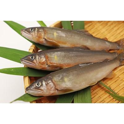 ふるさと納税 仁淀川町 鮎屋仁淀川の友釣り天然鮎500g(5〜14尾) |  | 01