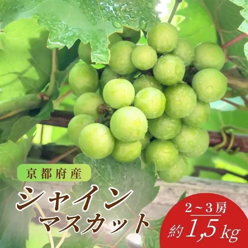 先行予約 シャインマスカット 約1.5kg 2~3房 京都産