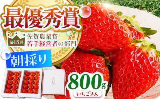 【農薬0への挑戦】【1～2月発送】王様のいちご いちごさん 800g ( 400g×2箱 )【むらおか農園】 [HAF009]