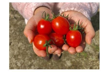 【2026年収穫分 受付スタート!】まるでフルーツ！「トMAX」ミニトマトアイコ(1kg)【とまとのまつお】_HA0375