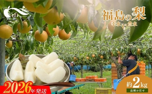 No.1763梨　品種おまかせ　(幸水又は豊水)約2kg【2026年発送　先行予約】