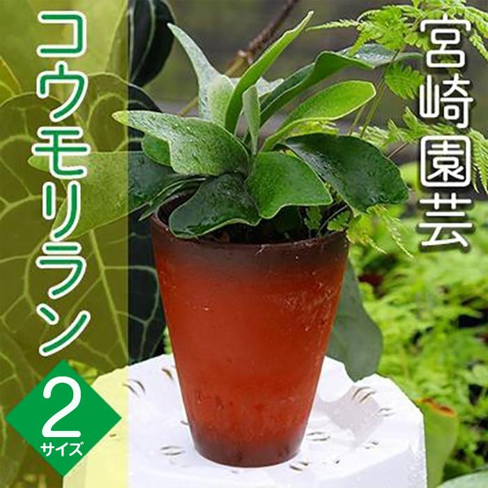 【ふるさと納税】【OnnaIchigoFarm】コウモリラン 「小」または「大」 沖縄 コウモリラン ビカクシダ 室内植物 屋外植物 ヘゴ板 室内緑化 植物インテリア 観葉植物 沖縄産 プラントギフト 緑のある暮らし 園芸用品 インテリアプランツ 根付き植物 人気 ヘゴの木 おすすめ