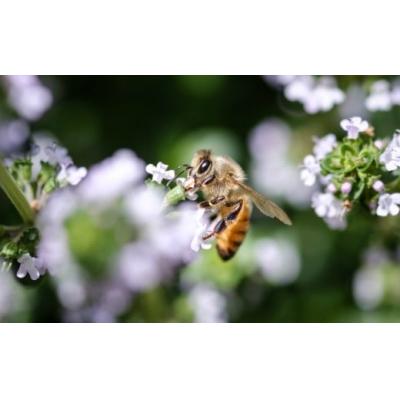 ふるさと納税 久慈市 「平庭高原はちみつ(とち)200gチューブ入り」国産 純粋 非加熱 無加糖 無添加 はちみつ |  | 01