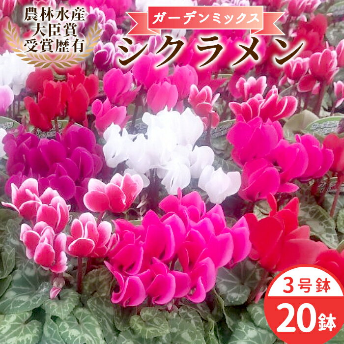 【ふるさと納税】〈予約品〉シクラメン ガーデンミックス 3号鉢×20鉢 農林水産大臣賞受賞歴あり 花 ピンク 白 赤 プレゼント 贈り物 鉢花 鉢 ガーデン ガーデニング 高品質 クリスマス 愛知県産 -222