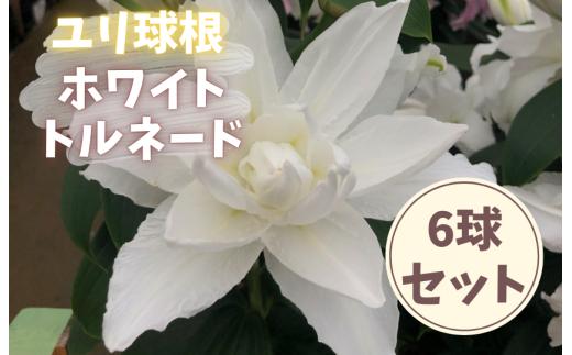 【ゆり球根】ホワイトトルネード（八重白）/計6球