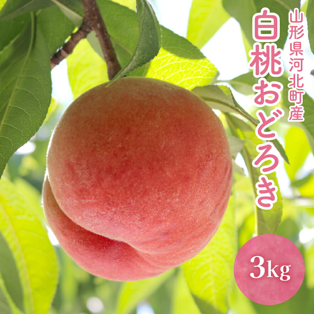 【ふるさと納税】白桃 おどろき 3kg【令和8年産】| 桃 硬め 果物 フルーツ もも 山形 お中元 プレゼント ギフト 贈り物 産地直送 送料無料 お取り寄せ 山形県 河北町 【かほくらし社】
