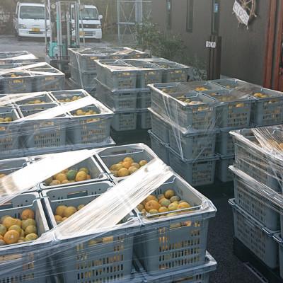 ふるさと納税 東洋町 ゆず果汁10本セット(100年ゆず100ml×10本) |  | 02
