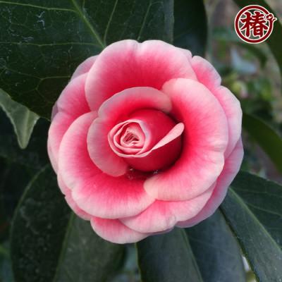 ふるさと納税 稲沢市 椿「ヒライHIRAI」接木18cmポット苗　新花コンテスト優勝品種 |  | 02