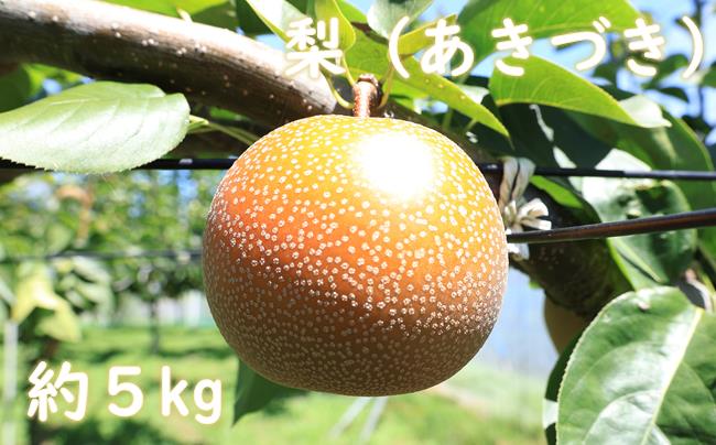 梨（あきづき）（約５kg）【2027年発送分】※来年発送分
