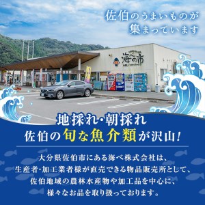 ＜数量限定・期間限定＞ 大分県産 伊勢海老 (計1kg・約2～5尾)【AS128】【海べ (株)】