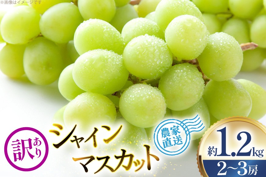 
            【2026年発送】 シャインマスカット 訳あり 2～3房 約1.2kg [安達敏幸 山形県 高畠町 tk06ays830003] 箱詰め フルーツ 果物 くだもの ぶどう ブドウ 葡萄 1.2キロ 甘い
          
