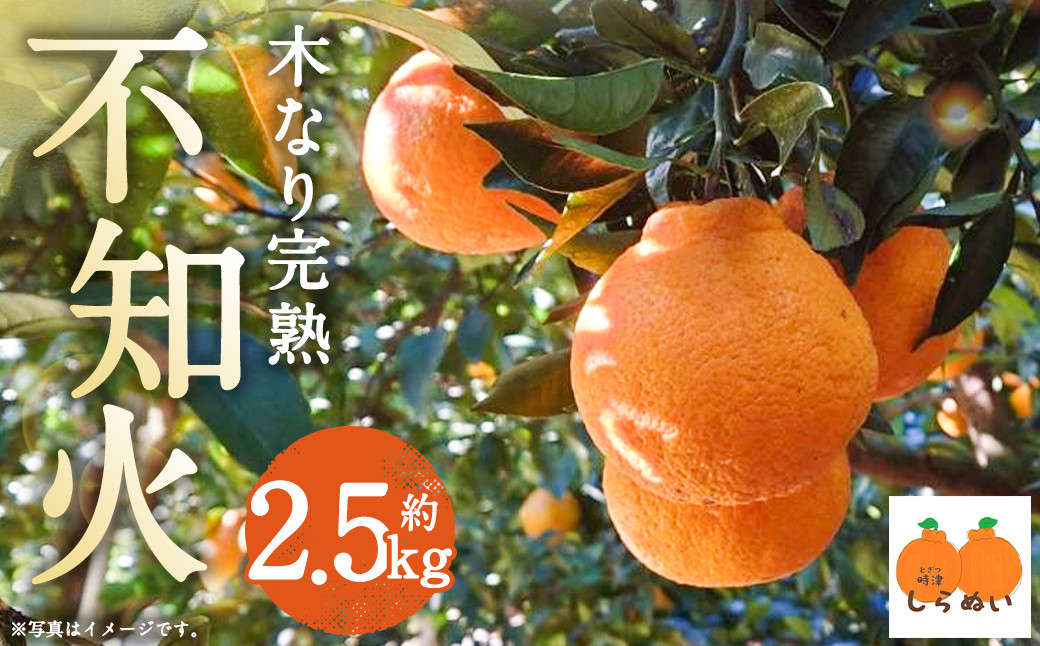 
            【数量限定】 少量オススメ！木なり 完熟不知火 約2.5㎏【2026年3月上旬発送開始】 フルーツ 蜜柑 柑橘 果物 不知火
          