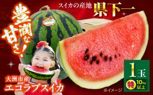 【先行予約】【5月下旬から順次発送】愛媛県産 エコラブスイカ 特1玉 愛媛県大洲市/株式会社フジ・アグリフーズ すいか スイカ くだもの フルーツ 果物 [AGBA017]