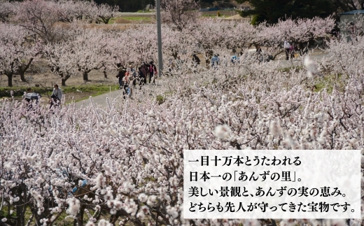 千曲市の豊かな大地が育んだ、自慢のじゃがいも