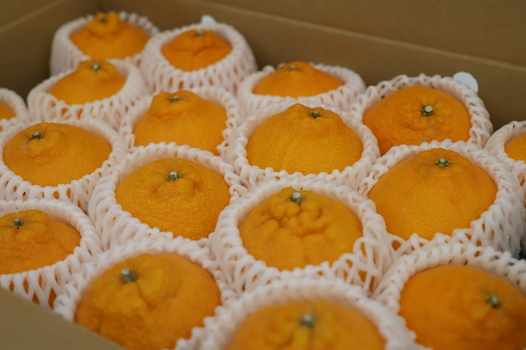 厳選！市原さんちの不知火(しらぬい)　1箱(15玉〜24玉入り)　※2026年3月中旬頃から発送　※離島不可---sanagouchi_ine_1_1hk---