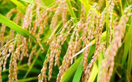 【令和7年度産】 山形県産　雪若丸精米 5kg ≪2025年10月より順次発送≫ ブランド米 こめ ご飯 ごはん 白米 F4A-0982