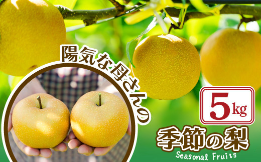 【先行予約】期間・数量限定【陽気な母さんの店】　Ｒ8年産「季節の梨」（5kg）80P3405【陽気な母さんの店(株)】