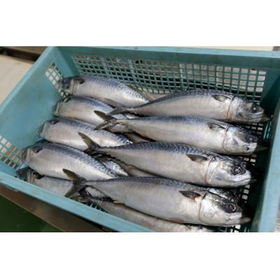 ふるさと納税 長浜市 三太郎の極厚しめ鯖3枚セット |  | 03